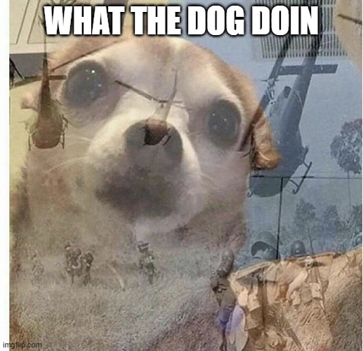 PTSD Chihuahua | WHAT THE DOG DOIN | image tagged in ptsd chihuahua | made w/ Imgflip meme maker