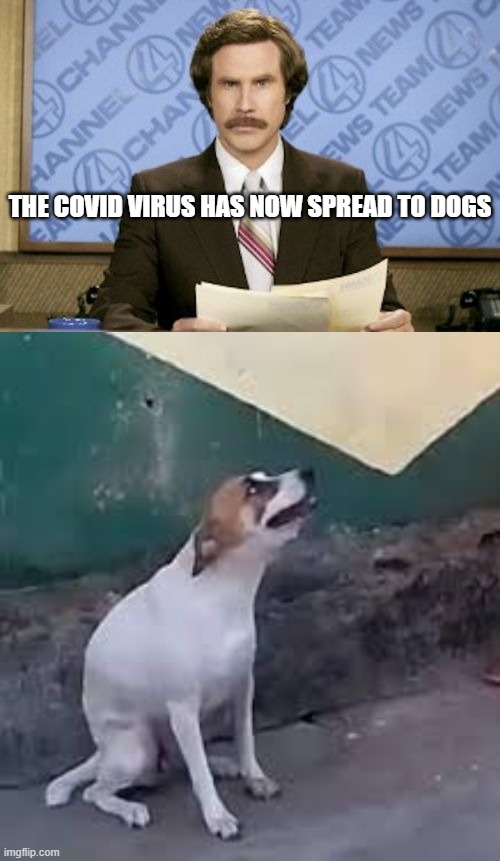 news | THE COVID VIRUS HAS NOW SPREAD TO DOGS | image tagged in memes,ron burgundy | made w/ Imgflip meme maker