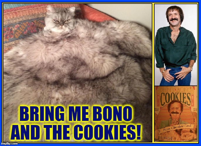 Cat Wars presents "the Adventures of Slobba the Gutt" |  BRING ME BONO AND THE COOKIES! | image tagged in vince vance,star wars meme,star wars prequels,sonny bono,jabba the hutt,wookie | made w/ Imgflip meme maker