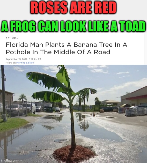 banana man |  ROSES ARE RED; A FROG CAN LOOK LIKE A TOAD | image tagged in florida,florida man,meanwhile in florida,florida man week,banana,bananas | made w/ Imgflip meme maker
