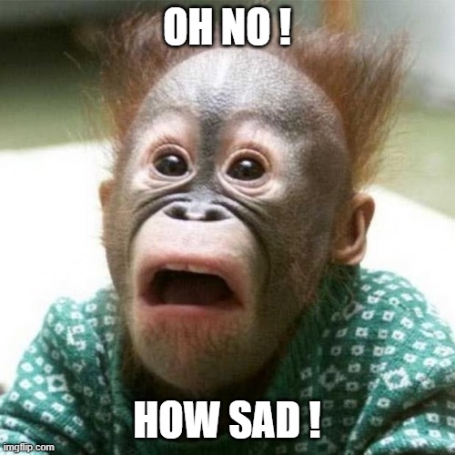 Shocked Monkey | OH NO ! HOW SAD ! | image tagged in shocked monkey | made w/ Imgflip meme maker