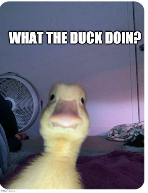 WHAT THE DUCK DOIN? | made w/ Imgflip meme maker