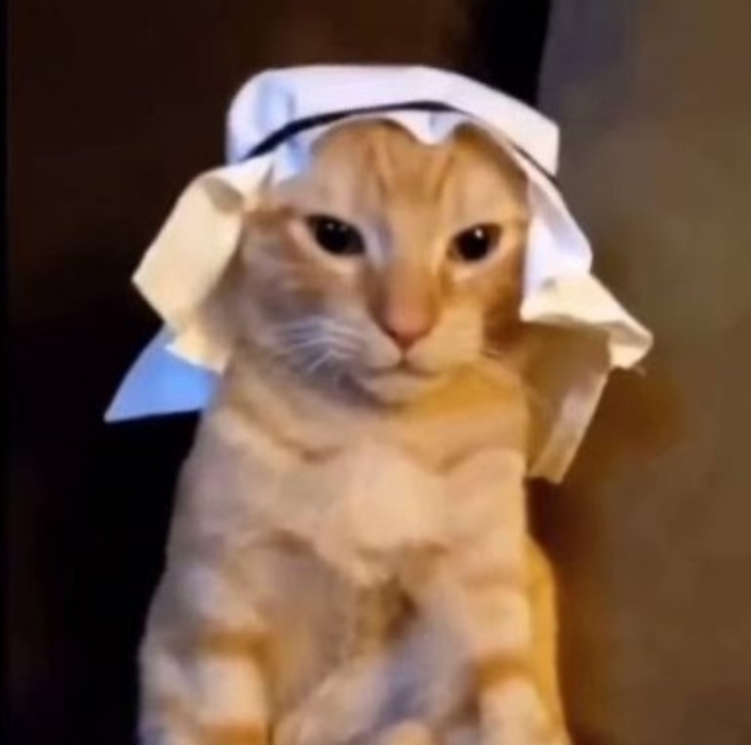 High Quality habibi cat Blank Meme Template