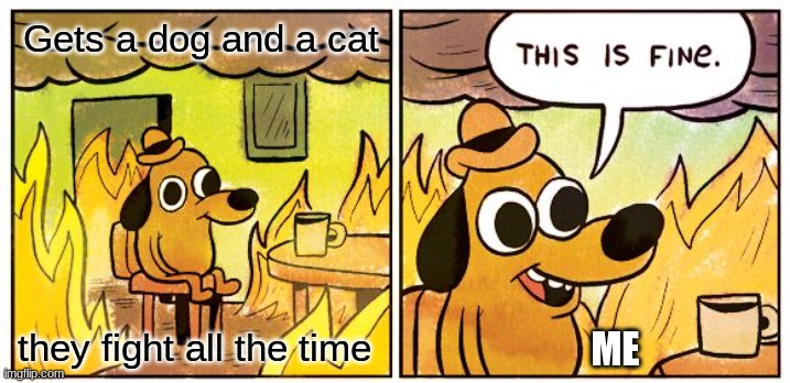 This Is Fine | Gets a dog and a cat; they fight all the time; ME | image tagged in memes,this is fine | made w/ Imgflip meme maker