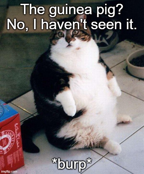 fat cat | The guinea pig? No, I haven't seen it. *burp* | image tagged in fat cat | made w/ Imgflip meme maker