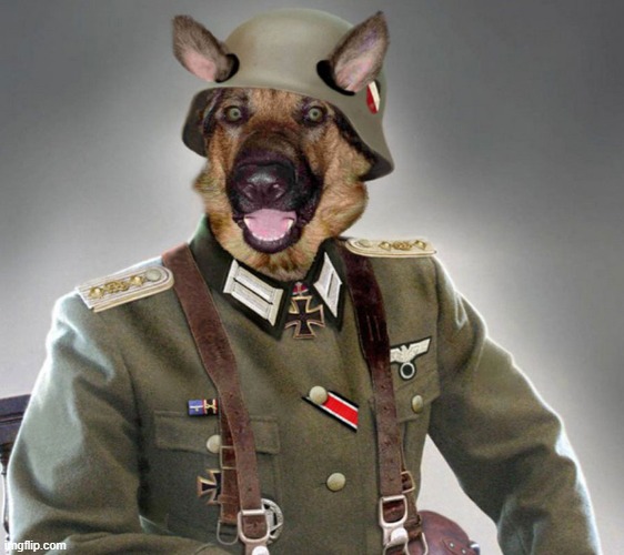 Nazi dog | image tagged in nazi dog | made w/ Imgflip meme maker