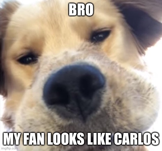 Doggo bruh | BRO; MY FAN LOOKS LIKE CARLOS | image tagged in doggo bruh | made w/ Imgflip meme maker