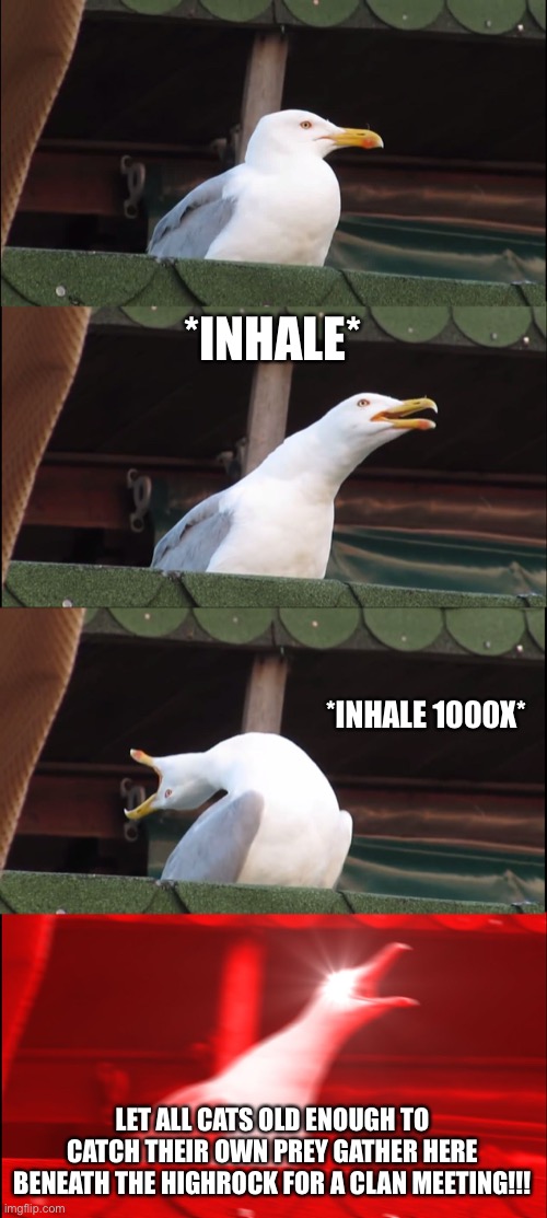 Inhaling Seagull | *INHALE*; *INHALE 1000X*; LET ALL CATS OLD ENOUGH TO CATCH THEIR OWN PREY GATHER HERE BENEATH THE HIGHROCK FOR A CLAN MEETING!!! | image tagged in clan meeting | made w/ Imgflip meme maker