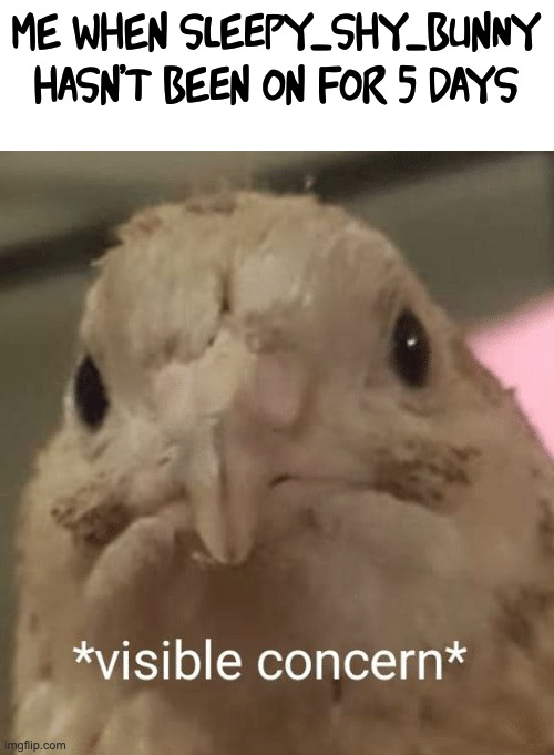 what happened lol | me when sleepy_shy_bunny hasn't been on for 5 days | image tagged in visible concern bird | made w/ Imgflip meme maker