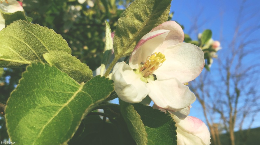 My crabapple tree when it blooms, | image tagged in tree,flowers | made w/ Imgflip meme maker