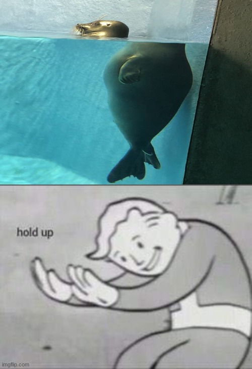This baikal seal just lose its head | image tagged in fallout hold up,seal,meme | made w/ Imgflip meme maker