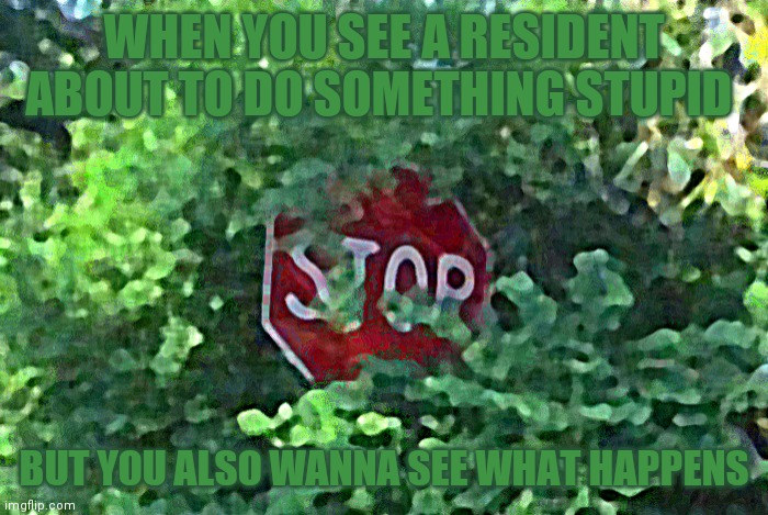 When you see (insert text) about to do something stupid | WHEN YOU SEE A RESIDENT ABOUT TO DO SOMETHING STUPID; BUT YOU ALSO WANNA SEE WHAT HAPPENS | image tagged in when you see insert text about to do something stupid | made w/ Imgflip meme maker