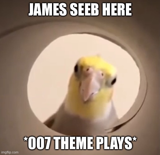 james seeb | JAMES SEEB HERE; *007 THEME PLAYS* | image tagged in cockatiel all seeing eye,007,james bond | made w/ Imgflip meme maker