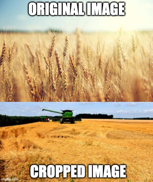 Cropped | ORIGINAL IMAGE; CROPPED IMAGE | image tagged in wheat field | made w/ Imgflip meme maker