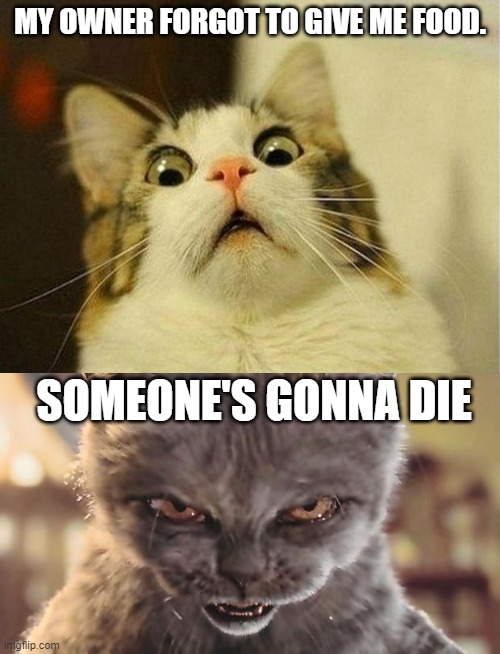 MY OWNER FORGOT TO GIVE ME FOOD. SOMEONE'S GONNA DIE | image tagged in memes,scared cat,evil cat,meme,funny,cat food | made w/ Imgflip meme maker
