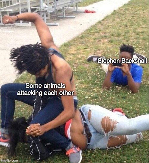 Guy recording a fight | Stephen Backshall; Some animals attacking each other | image tagged in guy recording a fight | made w/ Imgflip meme maker