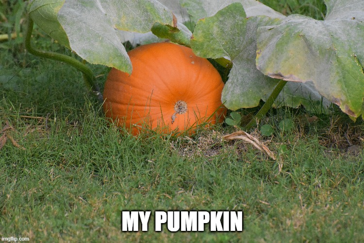 MY PUMPKIN | made w/ Imgflip meme maker