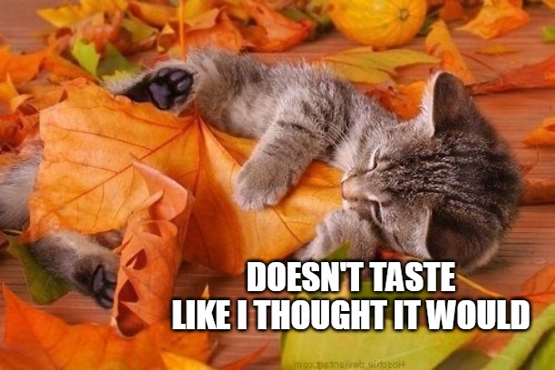 DOESN'T TASTE LIKE I THOUGHT IT WOULD | image tagged in meme,memes,cat,cats,autumn leaves | made w/ Imgflip meme maker