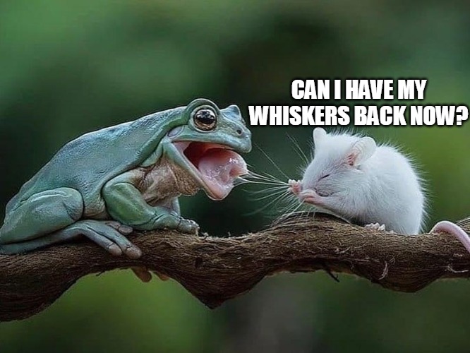 CAN I HAVE MY WHISKERS BACK NOW? | image tagged in meme,memes,frog,mouse | made w/ Imgflip meme maker