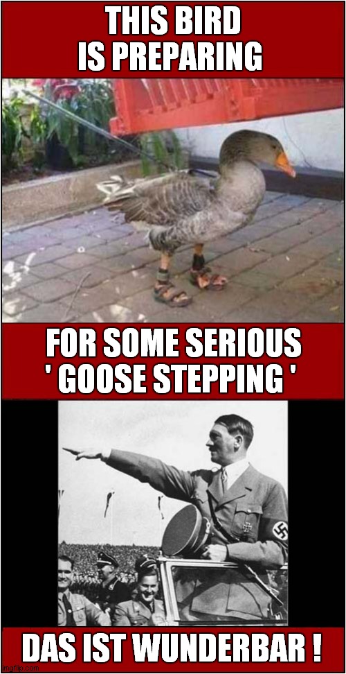 It's Marching Time ! | THIS BIRD IS PREPARING; FOR SOME SERIOUS
' GOOSE STEPPING '; DAS IST WUNDERBAR ! | image tagged in goose,marching,adolf hitler,dark humour | made w/ Imgflip meme maker