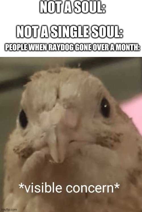 now it 6 months | NOT A SOUL:; NOT A SINGLE SOUL:; PEOPLE WHEN RAYDOG GONE OVER A MONTH: | image tagged in blank white template,visible concern bird,so true memes,relatable | made w/ Imgflip meme maker