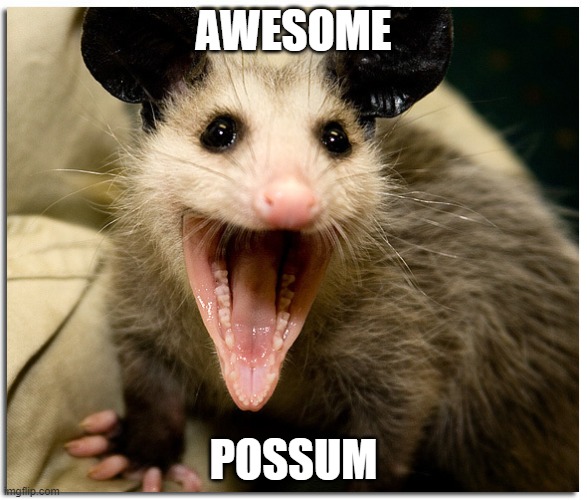Awesome Possum | AWESOME POSSUM | image tagged in awesome possum | made w/ Imgflip meme maker