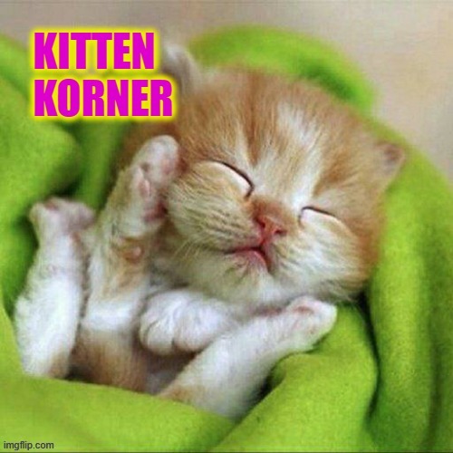 Kitten Korner | image tagged in sleepy cat | made w/ Imgflip meme maker