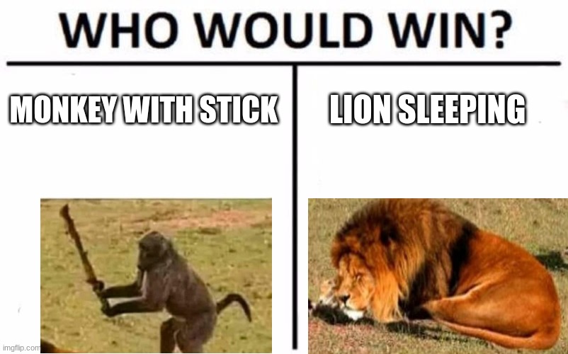 monkey | MONKEY WITH STICK; LION SLEEPING | image tagged in memes,who would win | made w/ Imgflip meme maker