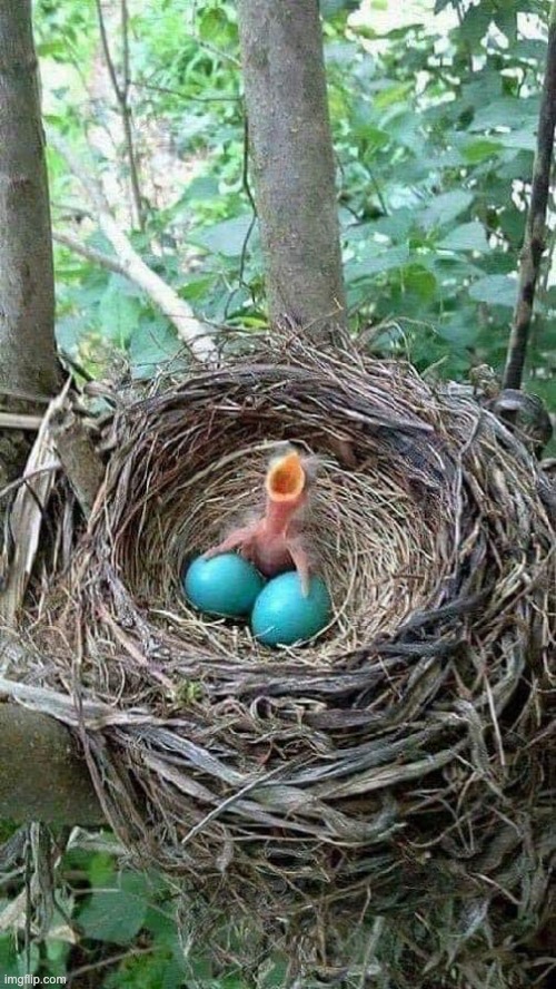 hatchling in nest with two eggs | image tagged in baby bird,hatchling,nest with baby bird,nest,eggs | made w/ Imgflip meme maker