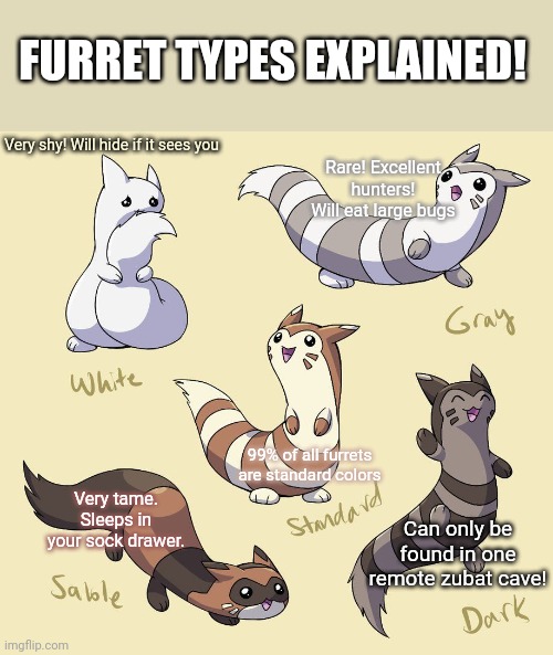 Furret facts! | FURRET TYPES EXPLAINED! Rare! Excellent hunters! Will eat large bugs; Very shy! Will hide if it sees you; 99% of all furrets are standard colors; Very tame. Sleeps in your sock drawer. Can only be found in one remote zubat cave! | image tagged in furret,pokemon,anime,cute animals,furfurfur | made w/ Imgflip meme maker