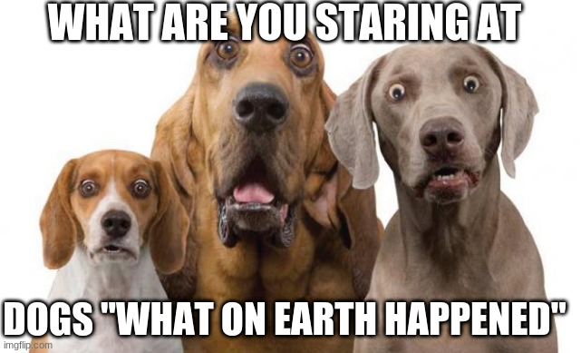 Dogs Surprised | WHAT ARE YOU STARING AT; DOGS "WHAT ON EARTH HAPPENED" | image tagged in dogs surprised | made w/ Imgflip meme maker