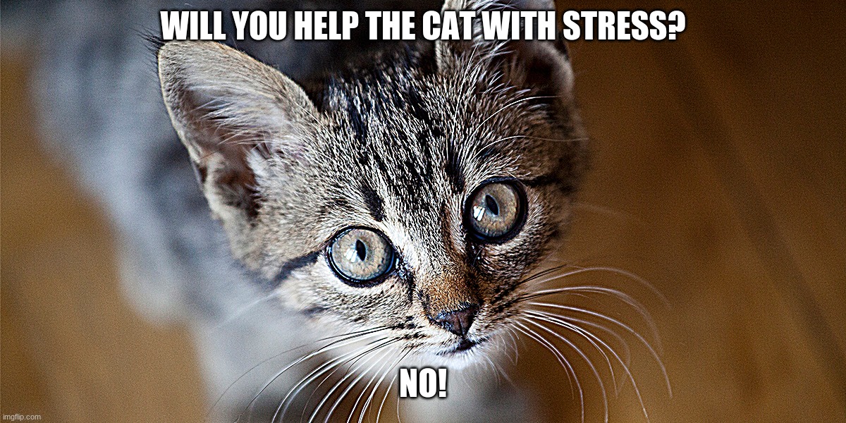 Help the CAT | WILL YOU HELP THE CAT WITH STRESS? NO! | image tagged in cats | made w/ Imgflip meme maker