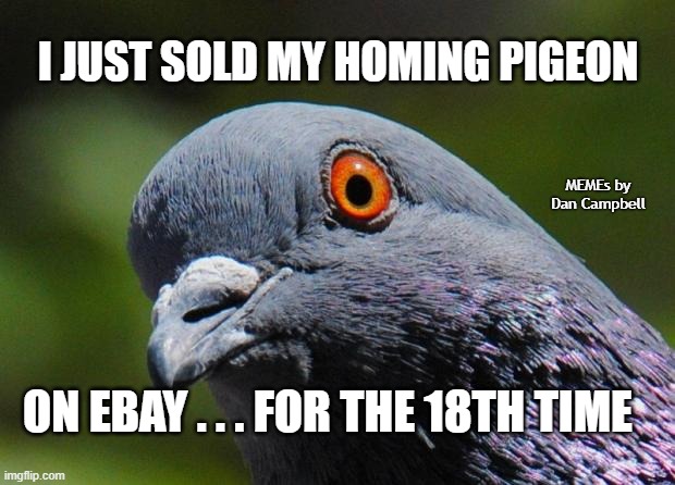 Pigeon | I JUST SOLD MY HOMING PIGEON; MEMEs by Dan Campbell; ON EBAY . . . FOR THE 18TH TIME | image tagged in pigeon | made w/ Imgflip meme maker