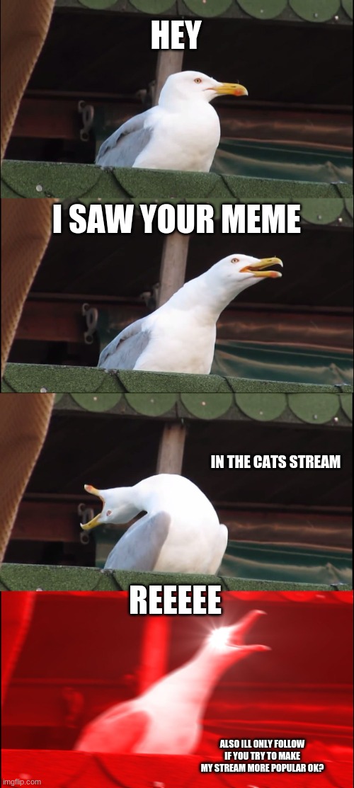 HI I HAVE A BUSINESS PROPOSAL | HEY; I SAW YOUR MEME; IN THE CATS STREAM; REEEEE; ALSO ILL ONLY FOLLOW IF YOU TRY TO MAKE MY STREAM MORE POPULAR OK? | image tagged in memes,inhaling seagull | made w/ Imgflip meme maker