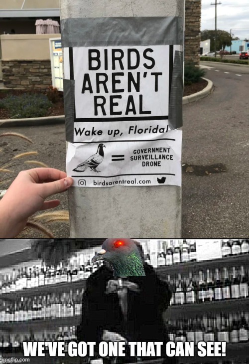 Somewhere in Florida.... | image tagged in funny,florida,they live,birds | made w/ Imgflip meme maker