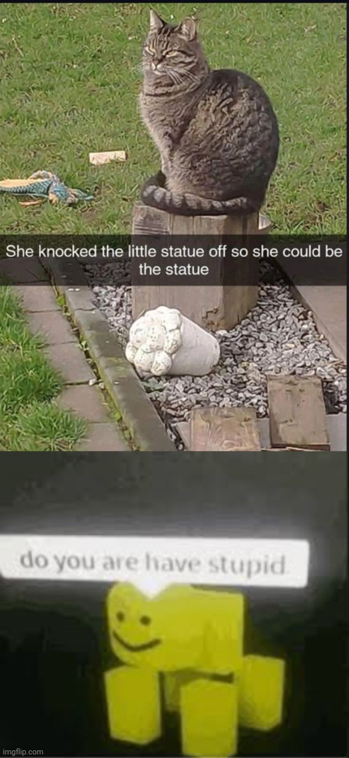 Funny Cats | image tagged in do you are have stupid | made w/ Imgflip meme maker