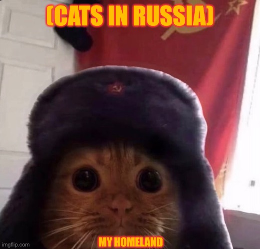 Meanwhile in Russia | (CATS IN RUSSIA); MY HOMELAND | image tagged in meanwhile in russia,cat,cats,russia,in russia,homeland | made w/ Imgflip meme maker