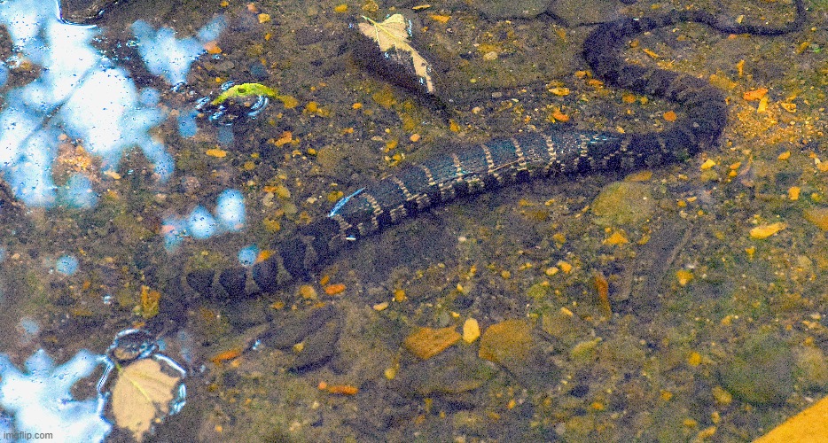 A common water snake in my creek. | image tagged in water snake,creek | made w/ Imgflip meme maker