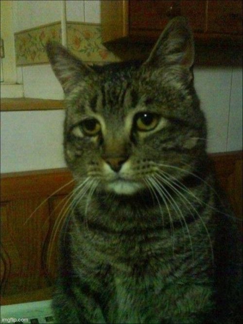 Not me listening to Jocelyn Flores | image tagged in memes,depressed cat | made w/ Imgflip meme maker