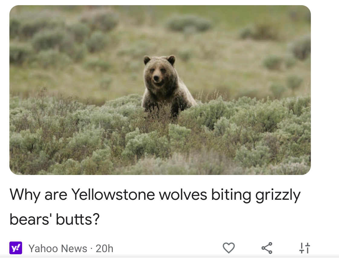 High Quality Yahoo News: Why are Yellowstone wolves biting grizzly bears' but Blank Meme Template