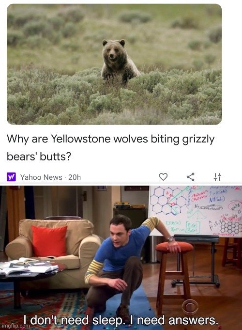 image tagged in yahoo news why are yellowstone wolves biting grizzly bears' but,i don't need sleep i need answers | made w/ Imgflip meme maker