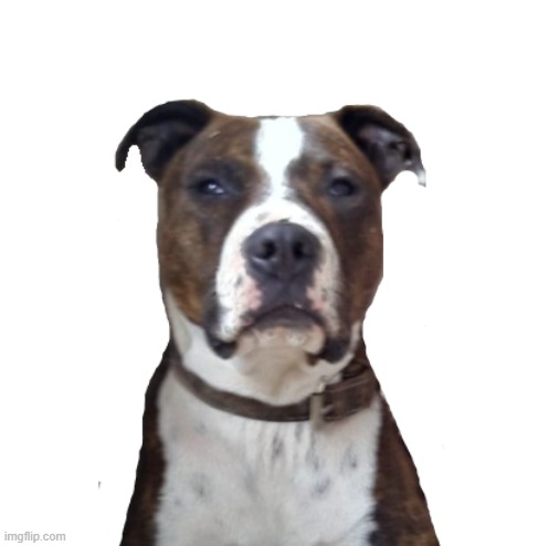 bruh dog template | image tagged in bruh momment | made w/ Imgflip meme maker
