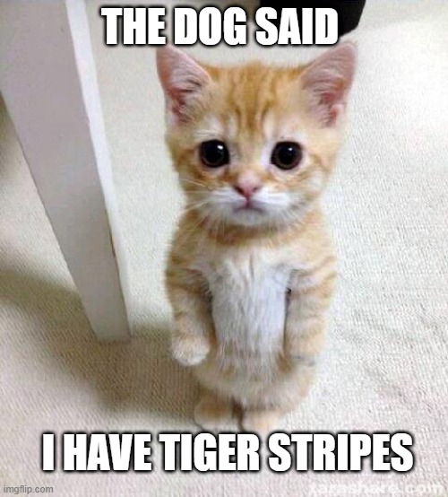 FAT CAT | THE DOG SAID; I HAVE TIGER STRIPES | image tagged in memes,cute cat | made w/ Imgflip meme maker