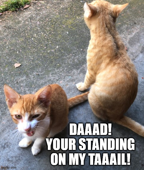 Annoyed Tabby Kitten | DAAAD! YOUR STANDING ON MY TAAAIL! | image tagged in cats,tabby | made w/ Imgflip meme maker