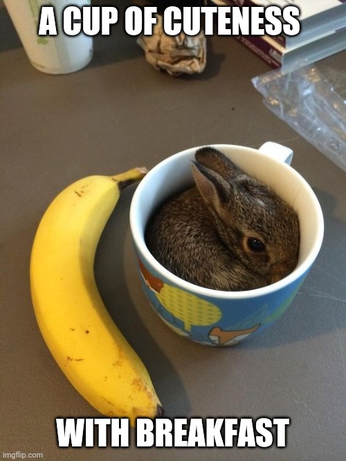 CUP OF BUNNY | A CUP OF CUTENESS; WITH BREAKFAST | image tagged in bunny,bunnies,rabbits | made w/ Imgflip meme maker