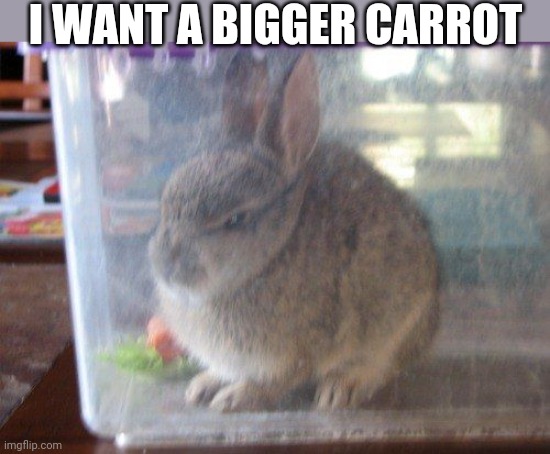 BUNNY NOT HAPPY | I WANT A BIGGER CARROT | image tagged in bunnies,rabbit,bunny | made w/ Imgflip meme maker