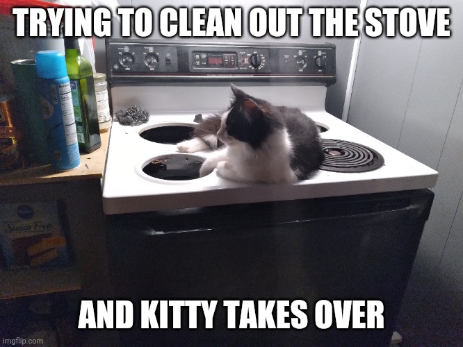 HE DIDN'T WANT THE STOVE CLEANED I GUESS | TRYING TO CLEAN OUT THE STOVE; AND KITTY TAKES OVER | image tagged in cats,funny cats | made w/ Imgflip meme maker