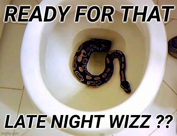 Late Night | READY FOR THAT; LATE NIGHT WIZZ ?? | image tagged in snake in toilet | made w/ Imgflip meme maker