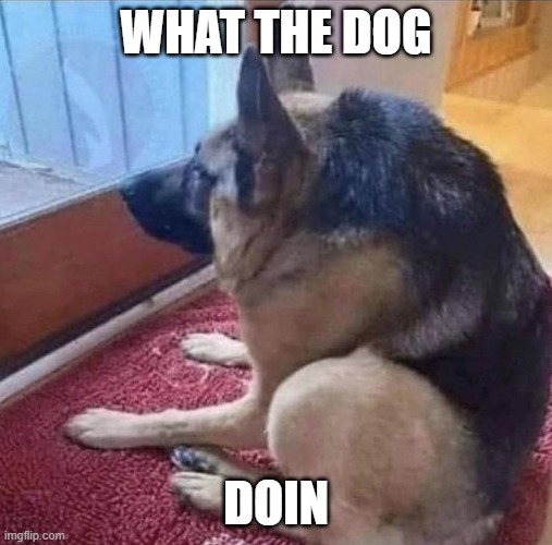 What the dog doin | WHAT THE DOG DOIN | image tagged in what the dog doin | made w/ Imgflip meme maker