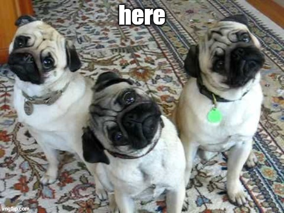 Confused Pug Trio | here | image tagged in confused pug trio | made w/ Imgflip meme maker